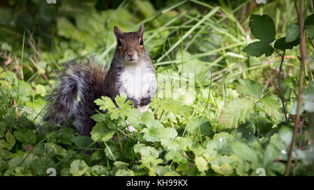 A squirrel foraging in the long bushy weeds and grass startled by my appearance on the footpath. Stock Photo