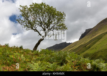 Tree in front of Scafell Pike in Wastwater, the Lake District Stock Photo