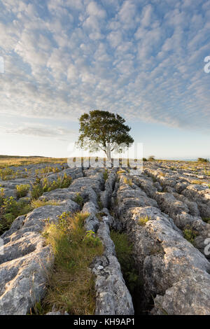 Lonelieness at dawn - the iconic Malham Ash growing through the limestone pavement in the Yorkshire Dales National Park Stock Photo