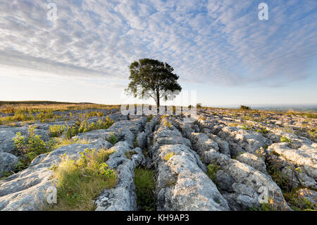 Lonelieness at dawn - the iconic Malham Ash growing through the limestone pavement in the Yorkshire Dales National Park Stock Photo