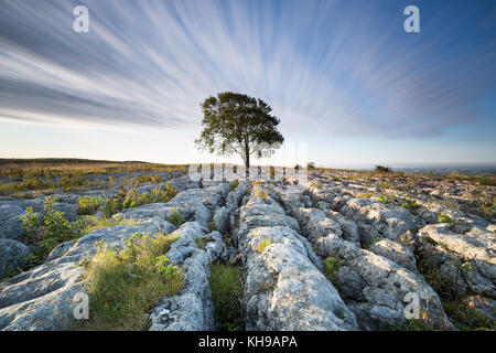 Lonelieness at dawn - the iconic Malham Ash growing through the limestone pavement in the Yorkshire Dales National Park Stock Photo