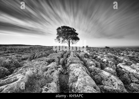 Lonelieness at dawn - the iconic Malham Ash growing through the limestone pavement in the Yorkshire Dales National Park Stock Photo