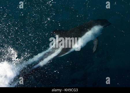 Peale's dolphin come to the bow of the expedition cruise ship the National Geographic Orion as it enters the Strait of Magellan off Argentina Stock Photo