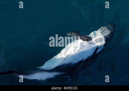 Peale's dolphin come to the bow of the expedition cruise ship the National Geographic Orion as it enters the Strait of Magellan off Argentina Stock Photo