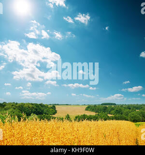 golden harvest of oat under cloudy sky Stock Photo