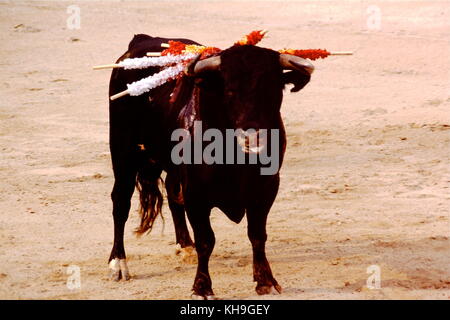 Archive pictures of a bloody bullfigth at Arles arenas, France Stock Photo