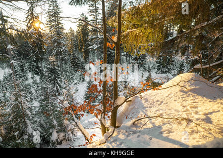 Beech tree leaves in autumn colours at sunset in mixed forest in the snow in winter Stock Photo