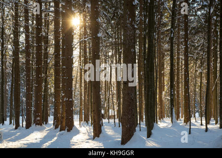 Sun shining through spruce trees in the snow in winter Stock Photo