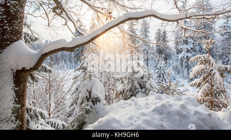 Beech tree in forest at sunset, Ghost Forest (Gespensterwald ...