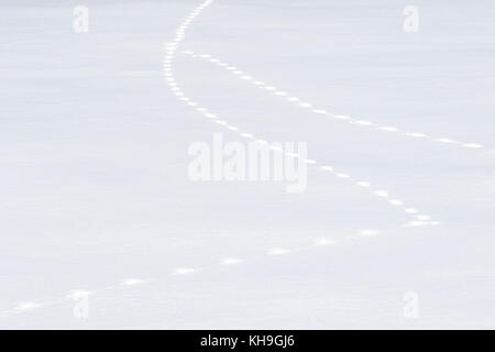 Two animal tracks merging in snow covered field in winter Stock Photo