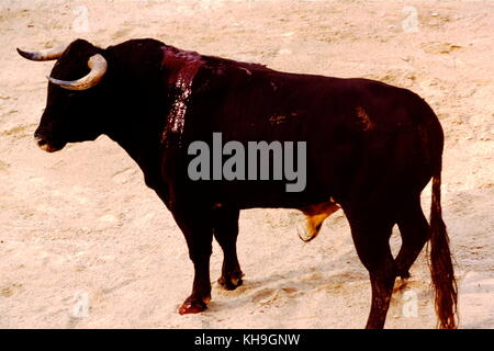 Archive pictures of a bloody bullfigth at Arles arenas, France Stock Photo