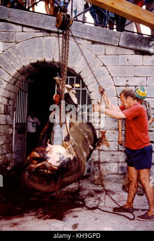 Archive pictures of a bloody bullfigth at Arles arenas, France Stock Photo