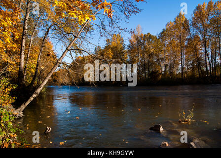 The Cowichan river lined by aspen forest on both sides on beautiful fall afternoon Stock Photo