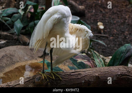 Light highlighting the feathers on a white snowy egret standing on log with head bent preening Stock Photo