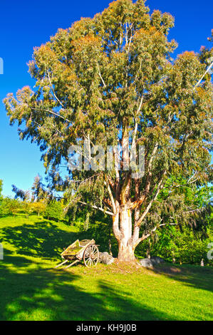 Tree on the Braemar Station in Canterbury, New Zealand Stock Photo
