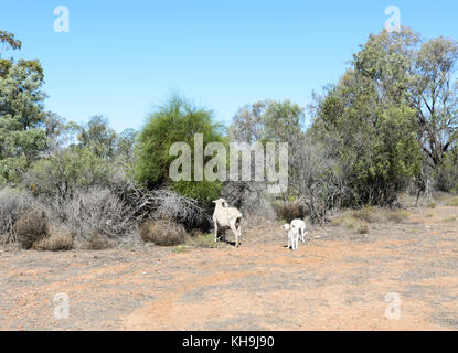 Skinny sheep and lambs trying to feed during extreme drought near Lightning Ridge in Queensland, QLD, Australia Stock Photo