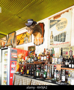 Bar of the iconic Hebel Hotel, a historic Outback pub, displaying a wild pig wearing a hat, Hebel, South West Queensland, QLD, Australia Stock Photo