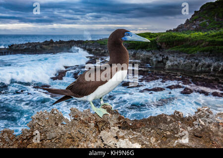 Brown Booby at Lily Beach, Sula leucogaster, Christmas Island, Australia Stock Photo