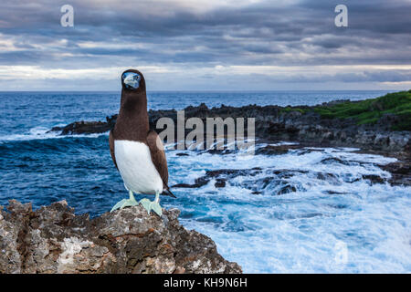 Brown Booby at Lily Beach, Sula leucogaster, Christmas Island, Australia Stock Photo