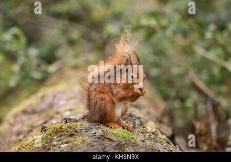 Red Squirrel on a log in a forest eating nuts Stock Photo