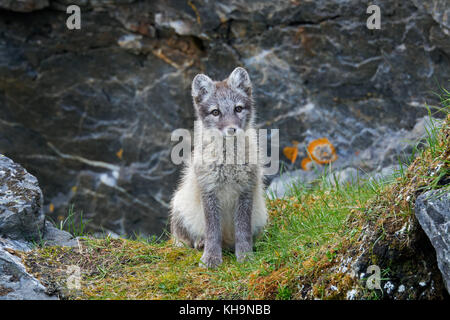 Arctic fox / white fox / polar fox / snow fox (Vulpes lagopus / Alopex lagopus) young foraging in rocky terrain on the tundra in summer Stock Photo