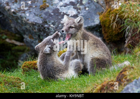 Arctic fox / white fox / polar fox / snow fox (Vulpes lagopus / Alopex lagopus) two kits play fighting at den entrance on the tundra in summer Stock Photo