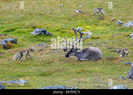 Three curious young Arctic foxes / white fox / polar fox / snow fox (Vulpes lagopus / Alopex lagopus) meeting reindeer on the tundra in summer Stock Photo