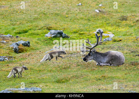 Two curious young Arctic foxes / white fox / polar fox / snow fox (Vulpes lagopus / Alopex lagopus) meeting reindeer on the tundra in summer Stock Photo