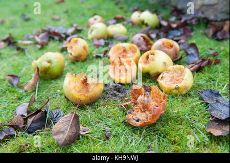 Bramley cooking apples windswept and fallen on orchard floor nibbled as a source of food by birds when foraging supplies are sparce Stock Photo