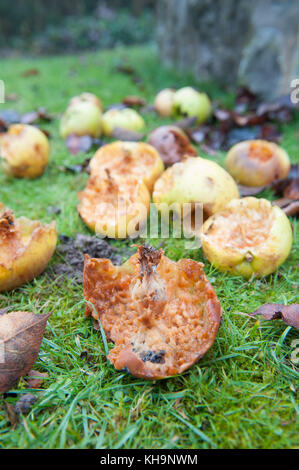 Bramley cooking apples windswept and fallen on orchard floor nibbled as a source of food by birds when foraging supplies are sparce Stock Photo