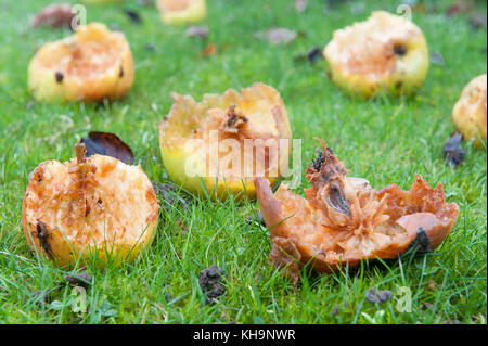 Bramley cooking apples windswept and fallen on orchard floor nibbled as a source of food by birds when foraging supplies are sparce Stock Photo