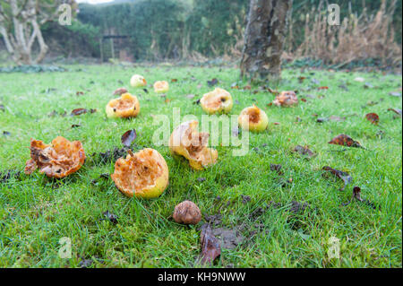 Bramley cooking apples windswept and fallen on orchard floor nibbled as a source of food by birds when foraging supplies are sparce Stock Photo