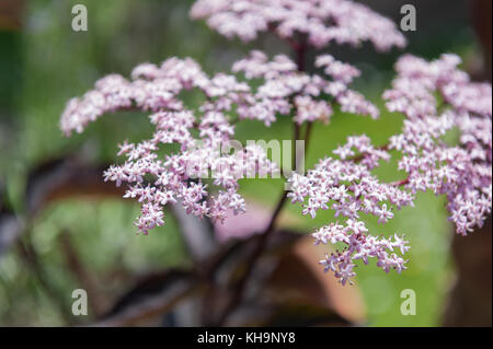 Delicate pink flowers of Sambucus nigra , Black Lace, Black Elderberry stand out against dark leaves with shallow depth of field Stock Photo