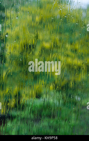 distorted view of early spring flowers and plants through window covered in heavy rain downpour, longing to get outside and enjoy gardening in garden Stock Photo
