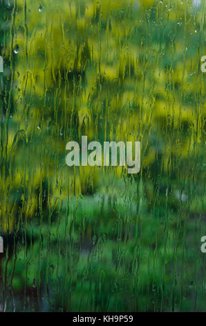 distorted view of early spring flowers and plants through window covered in heavy rain downpour, longing to get outside and enjoy gardening in garden Stock Photo