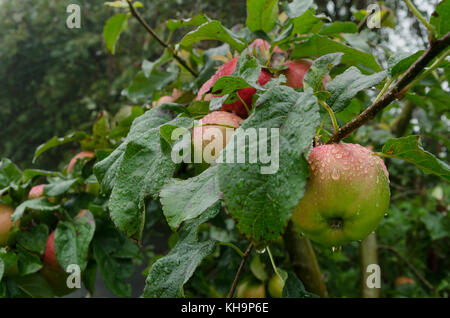 Delicious red ripe eating apple peeping out behind leaves after a sudden summer rainstorm being coated in raindrops Stock Photo