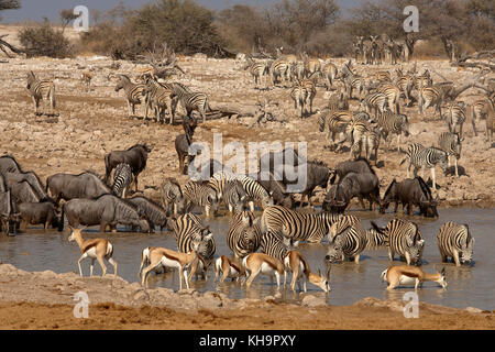 Wildebeests and zebras drinking at Okaukuejo waterhole, Etosha National ...