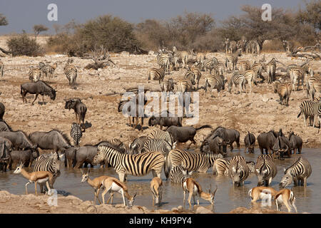 Wildebeests and zebras drinking at Okaukuejo waterhole, Etosha National ...