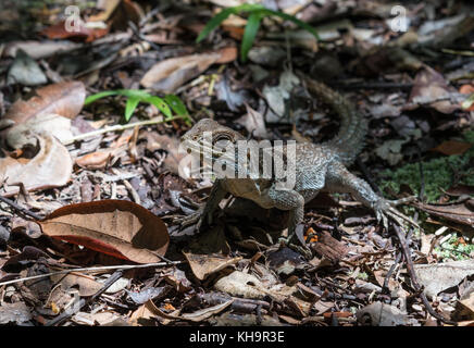 A Collared Iguana (Oplurus cuvieri) on forest floor. Madagascar, Africa Stock Photo