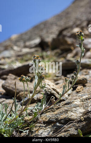 Alpine wild  flower Artemisia Umbelliformis (alpine wormwood or white genepì) . Aromatic plant. Stock Photo