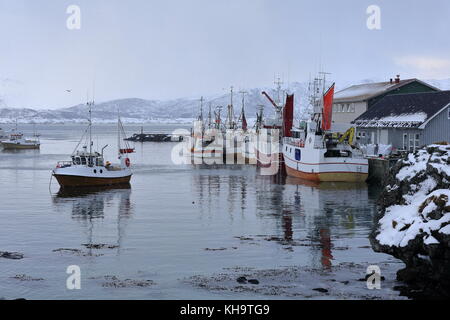 Red-yellow-ocher-white fishing boats docked in the port among other moored ships to download the catch of skrei codfish that have captured in the Nors Stock Photo