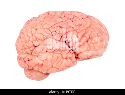 Human Brain, Cut Out Stock Photo