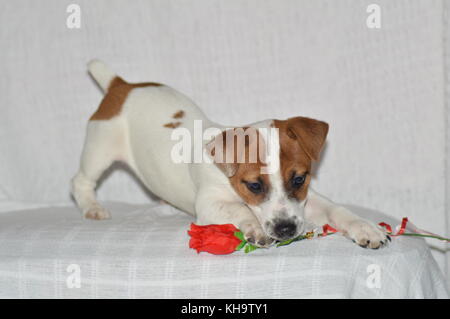 Jack Russell white and tan puppy with an artificial rose for valentines day Stock Photo