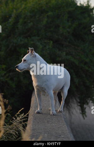 Jack Russell Adult Dog stood watching on wall Stock Photo