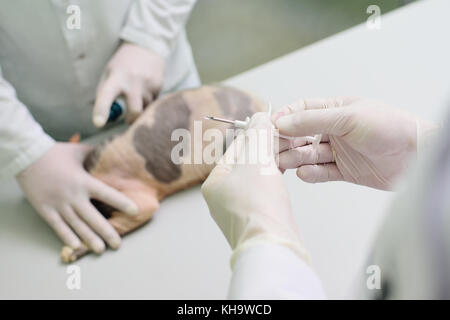 The vet puts the microchip on a cat in a veterinary clinic. Stock Photo