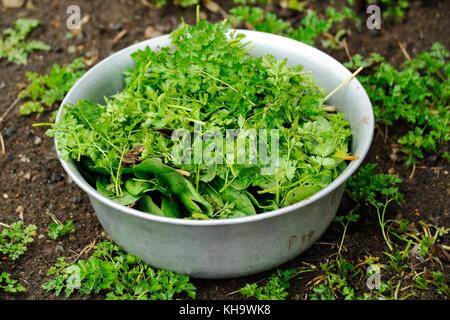 fresh herbs - parsley, celery, sorrel, green onions, coriander Stock Photo