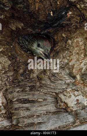 Green Woodpecker / Grünspecht ( Picus viridis ), juvenile, chick, young looking out of its nest hole, Europe. Stock Photo