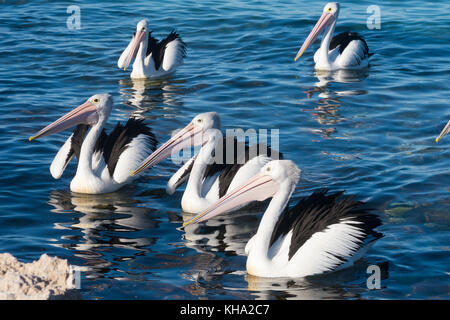 A group of pelicans in Emu Bay, Kangaroo Island in South Australia.