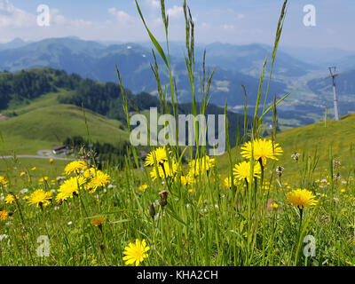 Kitzbueheler Alpen, Aussicht, Kitzbueheler Horn Stock Photo