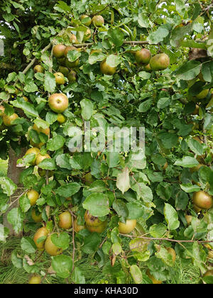 Boskoop, Alte Apfelsorte, Apfel, Malus, domestica Stock Photo